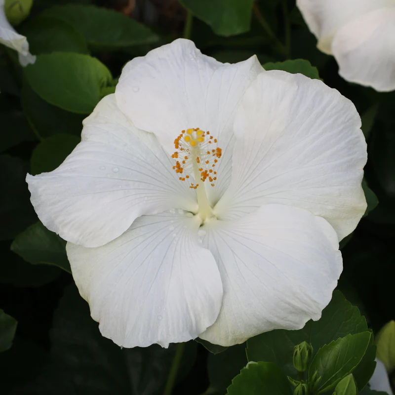 Hollywood Hibiscus® Earth Angel™ Tropical Hibiscus - Image 3