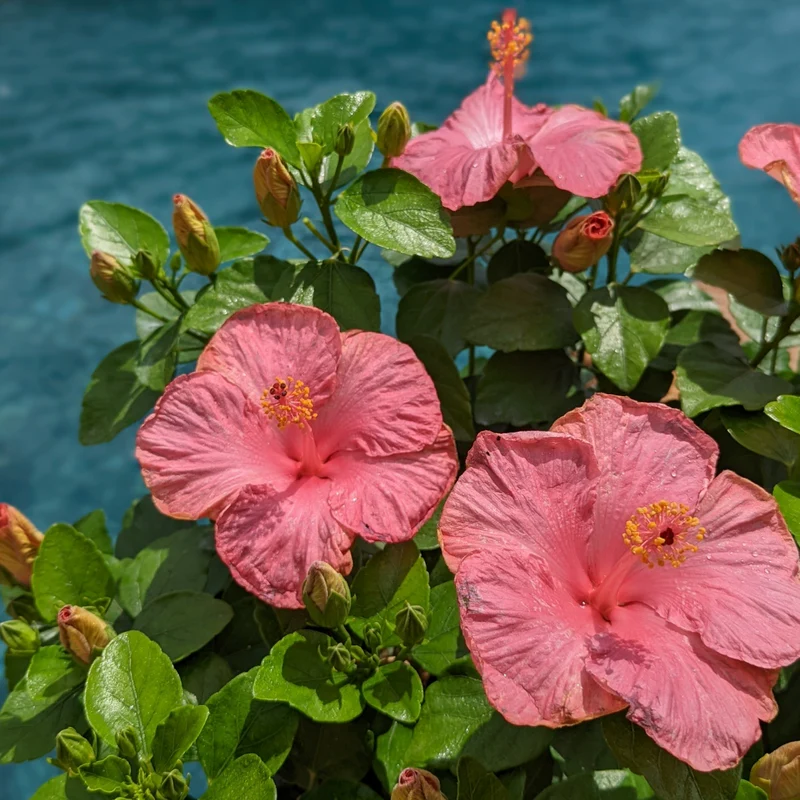 Hollywood Hibiscus® First Lady™ Tropical Hibiscus - Image 2