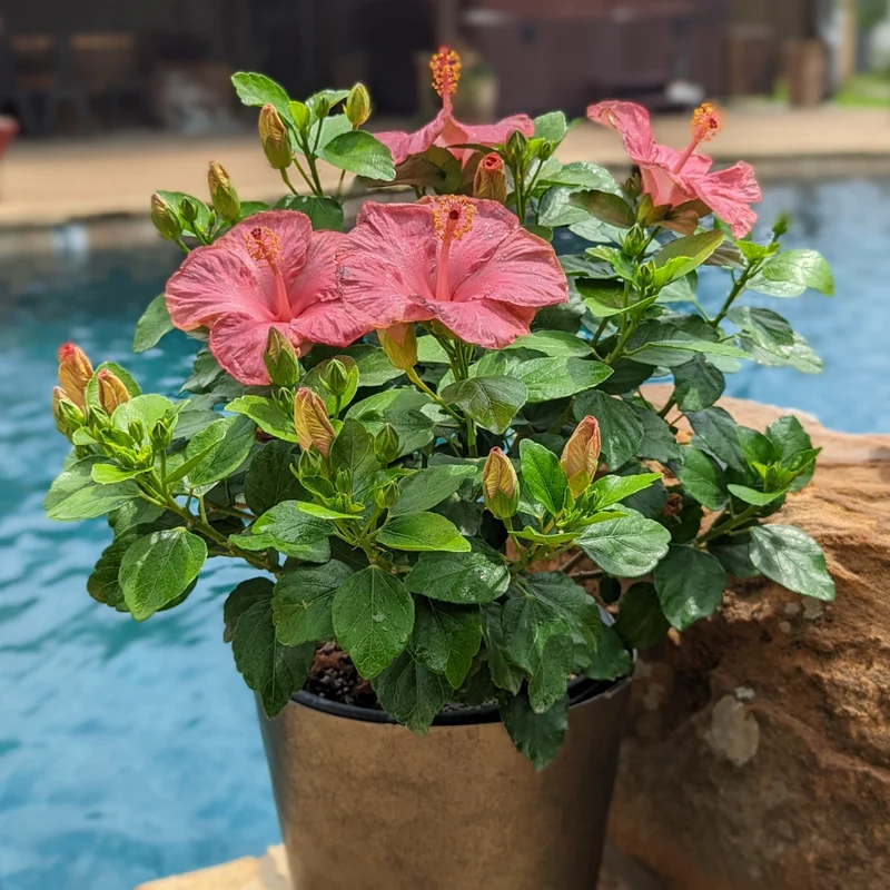 Hollywood Hibiscus® First Lady™ Tropical Hibiscus - Image 3