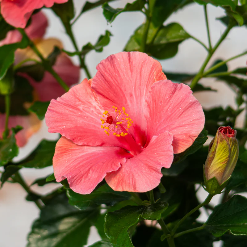 Hollywood Hibiscus® First Lady™ Tropical Hibiscus - Image 4