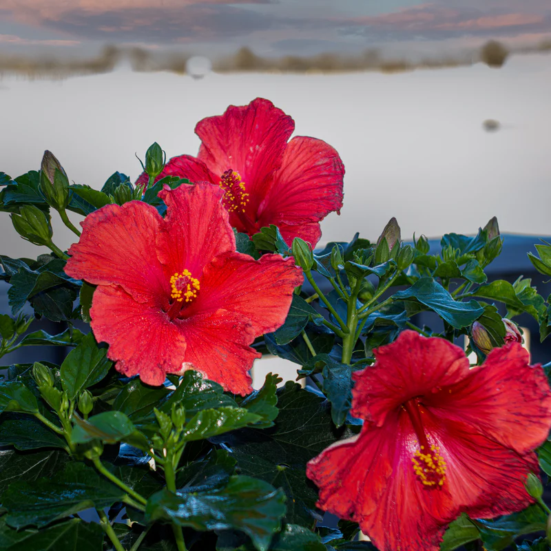 Hollywood Hibiscus® First to Arrive™ Tropical Hibiscus - Image 2