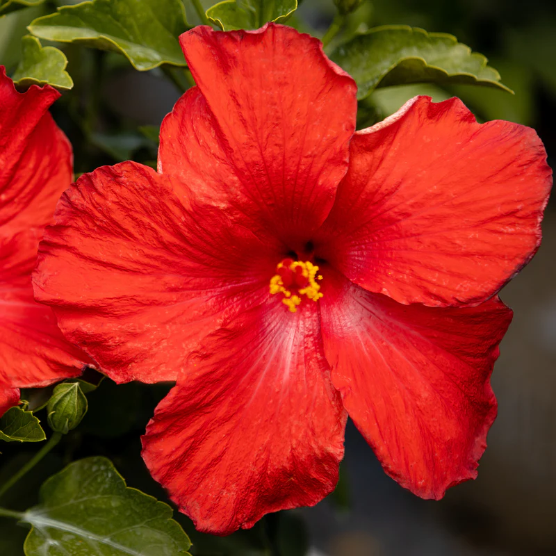 Hollywood Hibiscus® First to Arrive™ Tropical Hibiscus - Image 3
