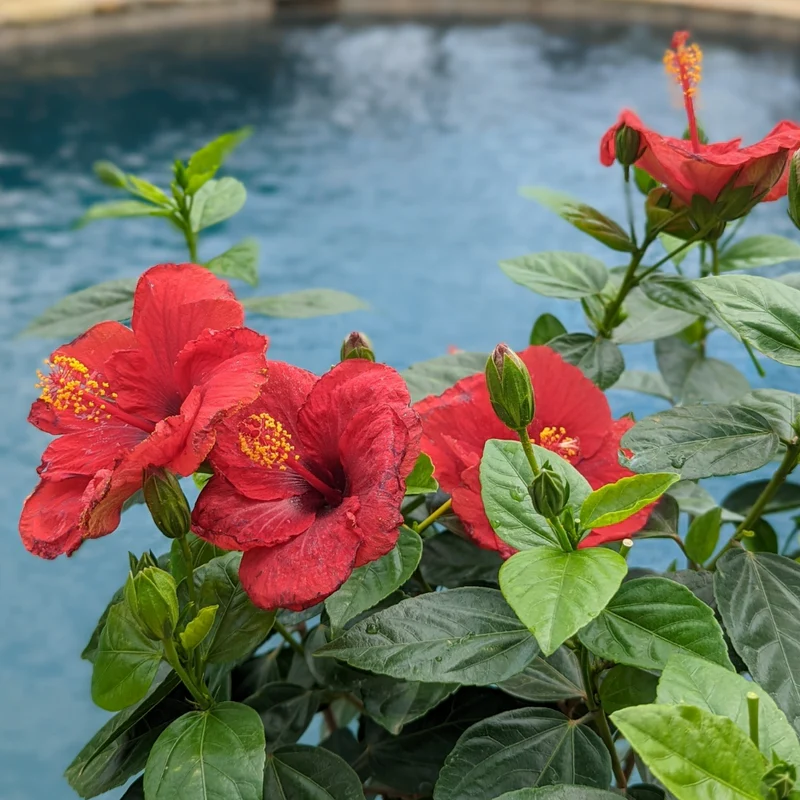 Hollywood Hibiscus® Hot Shot™ Tropical Hibiscus - Image 2