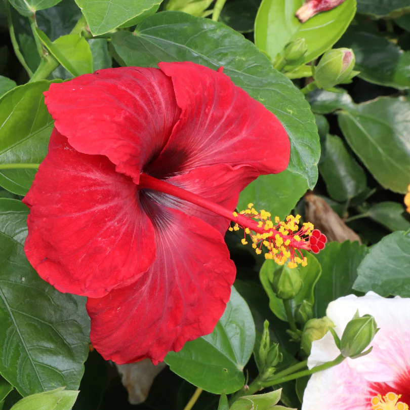 Hollywood Hibiscus® Hot Shot™ Tropical Hibiscus - Image 3