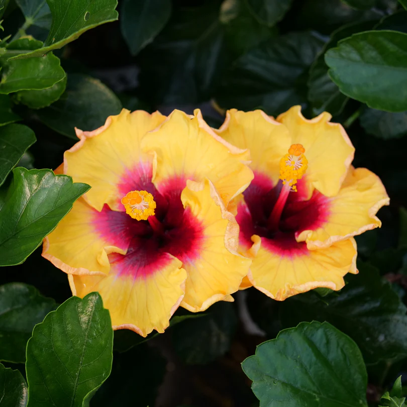Hollywood Hibiscus® Rico Suave™ Tropical Hibiscus - Image 2