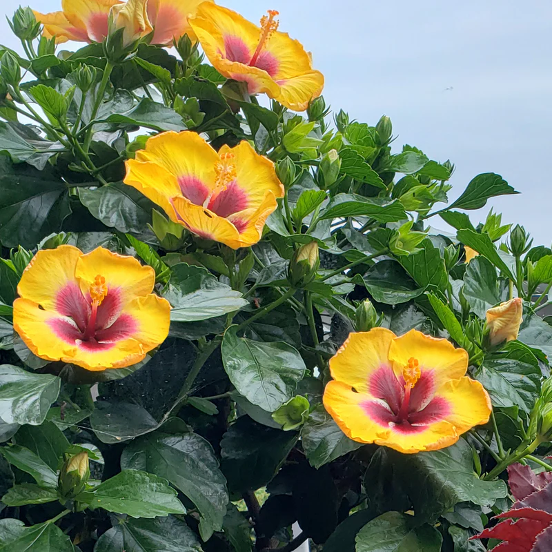 Hollywood Hibiscus® Rico Suave™ Tropical Hibiscus - Image 3