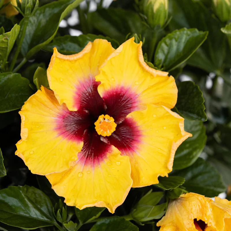 Hollywood Hibiscus® Rico Suave™ Tropical Hibiscus - Image 4