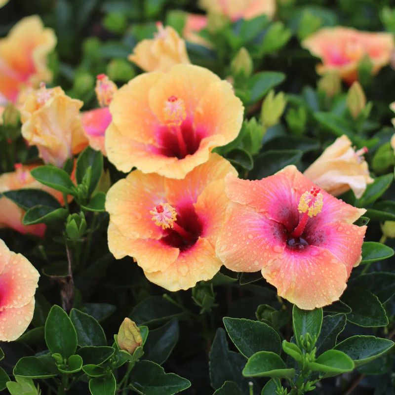 Hollywood Hibiscus® Social Butterfly™ Tropical Hibiscus - Image 2