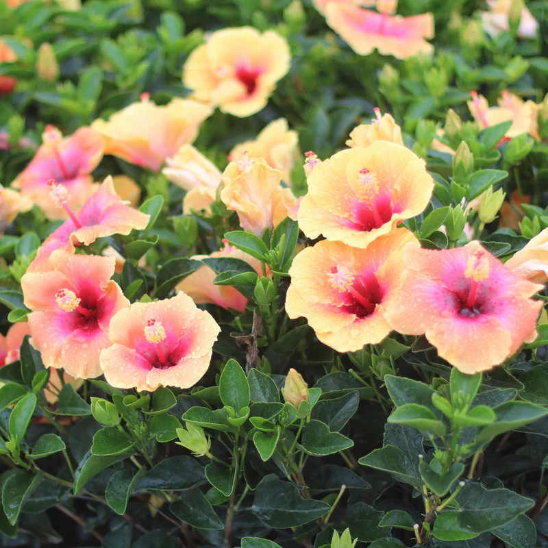 Hollywood Hibiscus® Social Butterfly™ Tropical Hibiscus - Image 3