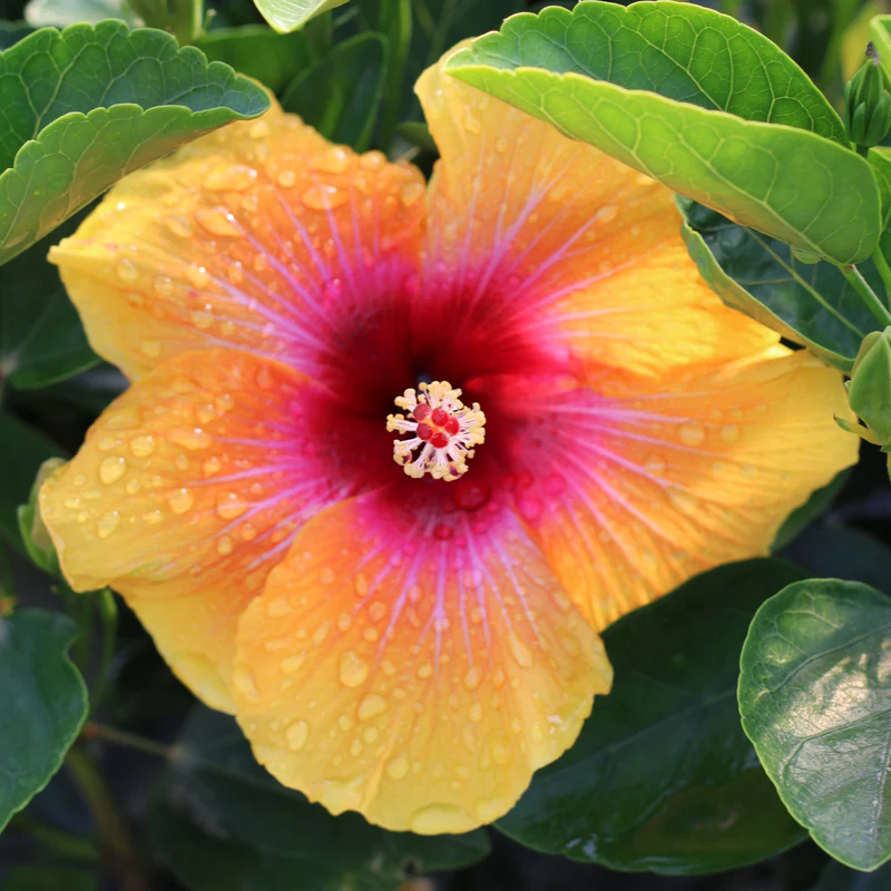 Hollywood Hibiscus® Social Butterfly™ Tropical Hibiscus - Image 4