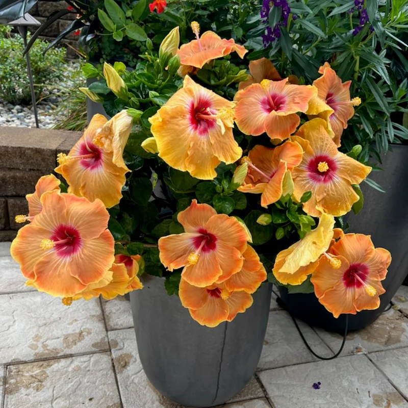 Hollywood Hibiscus® VIP™ Tropical Hibiscus - Image 2