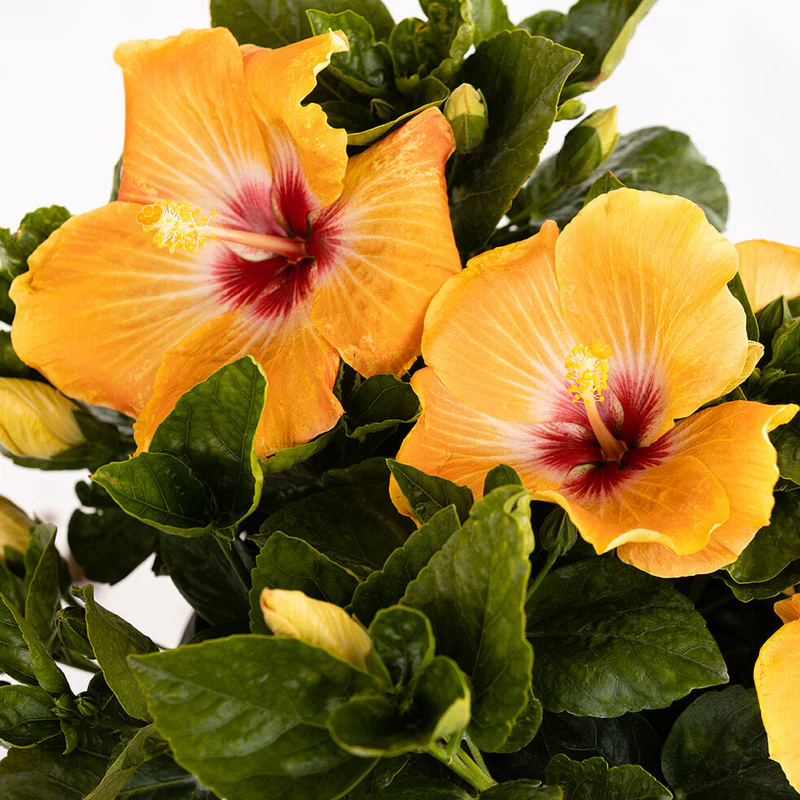 Hollywood Hibiscus® VIP™ Tropical Hibiscus - Image 3
