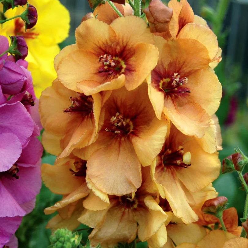 'Honey Dijon' Mullein (Verbascum) - Image 2