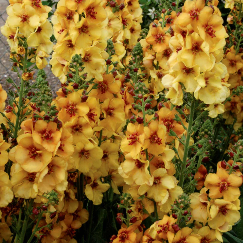 'Honey Dijon' Mullein (Verbascum) - Image 3