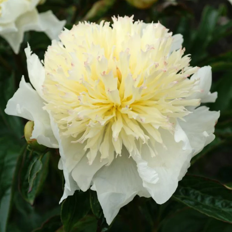 'Honey Gold' Garden Peony (Paeonia) - Image 2