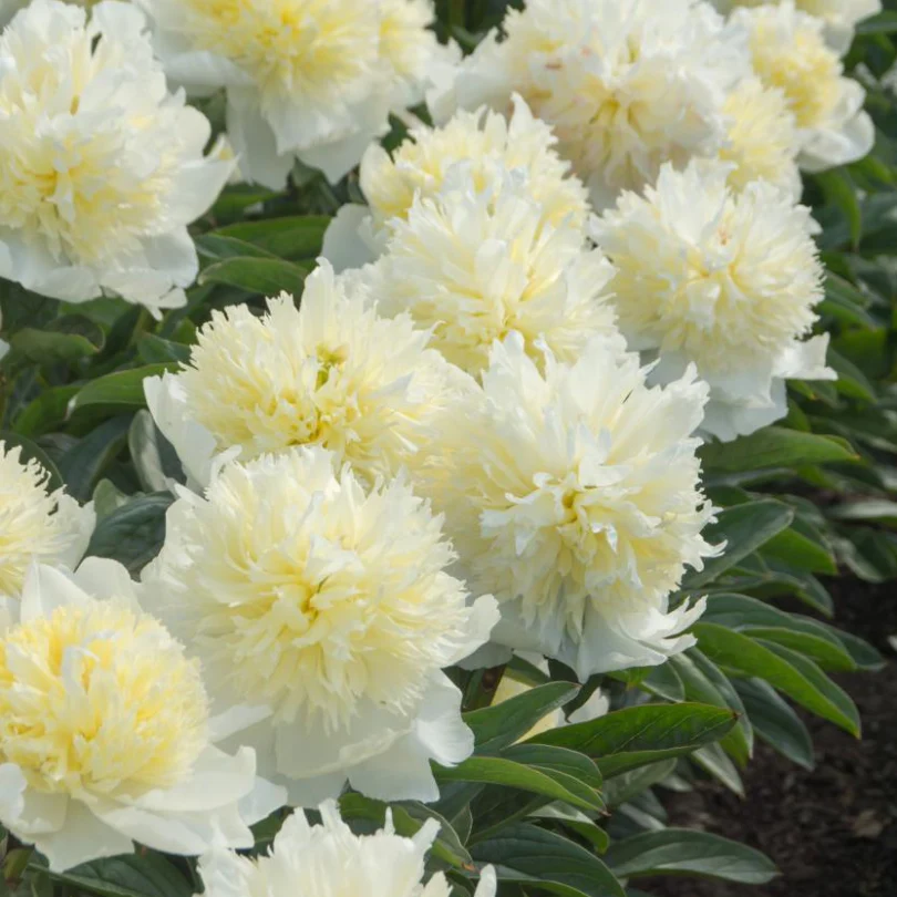 'Honey Gold' Garden Peony (Paeonia) - Image 3
