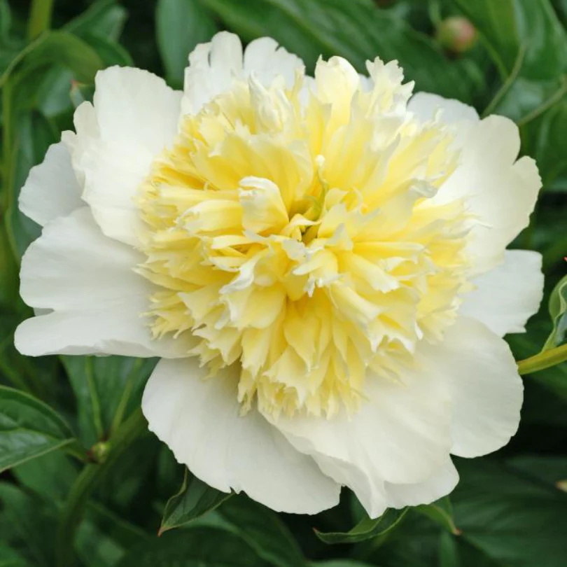 'Honey Gold' Garden Peony (Paeonia) - Image 4