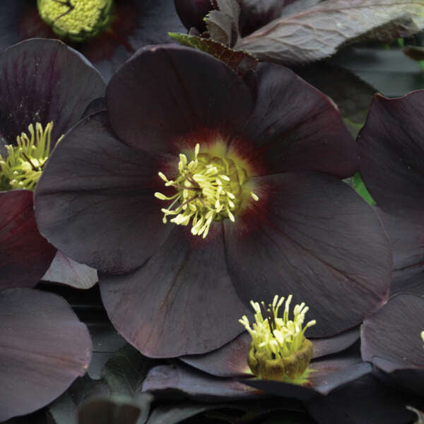 Honeymoon® New York Night Lenten Rose (Helleborus) - Image 2