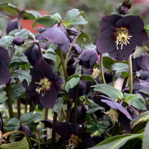 Honeymoon® New York Night Lenten Rose (Helleborus) - Image 3