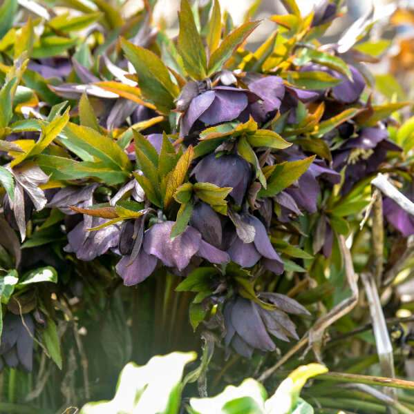 Honeymoon® New York Night Lenten Rose (Helleborus) - Image 4