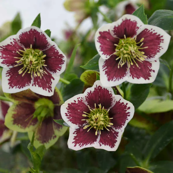 Honeymoon® Romantic Getaway Lenten Rose (Helleborus) - Image 3