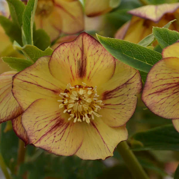 Honeymoon® Tropical Sunset Lenten Rose (Helleborus) - Image 2