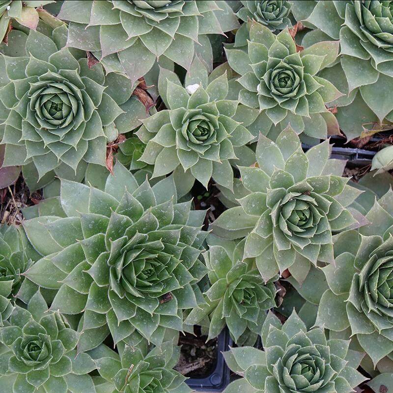 'Hopewell' Hens & Chicks - Image 2