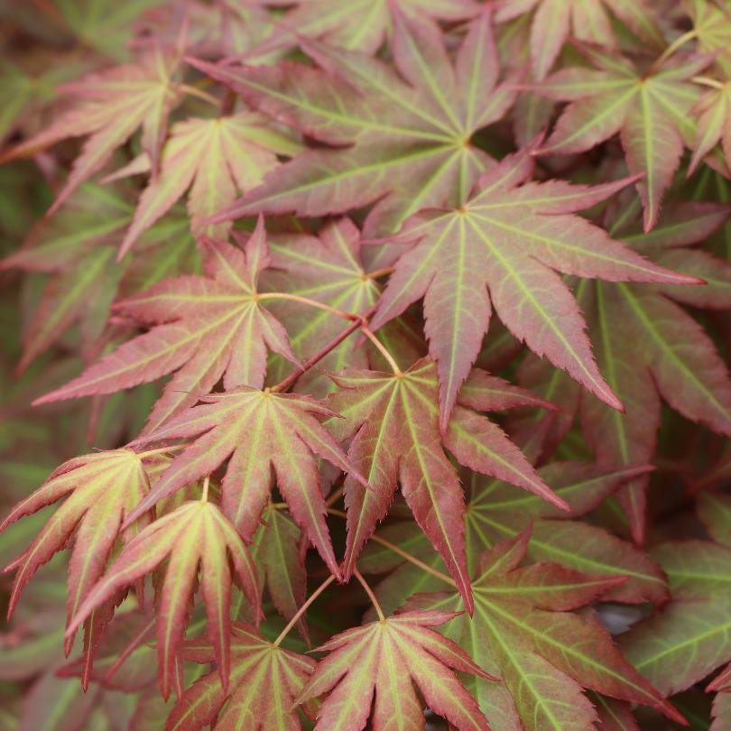 Hot Chana® Japanese Maple (Acer) - Image 2