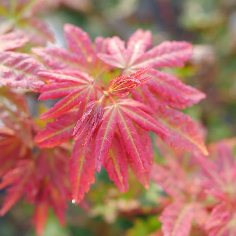 Hot Chana® Japanese Maple (Acer) - Image 3