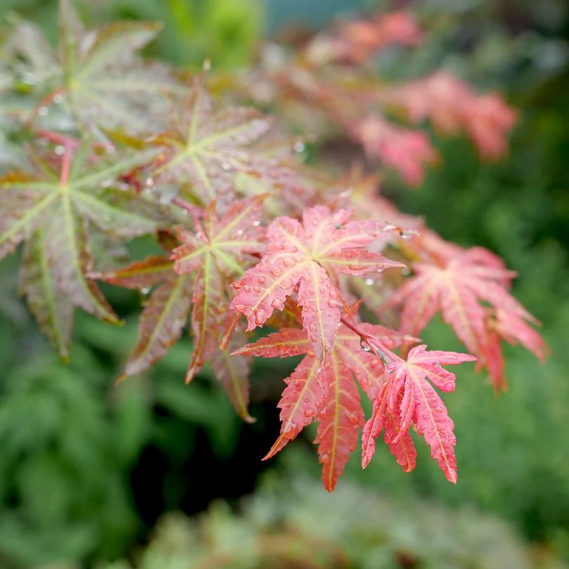 Hot Chana® Japanese Maple (Acer) - Image 4