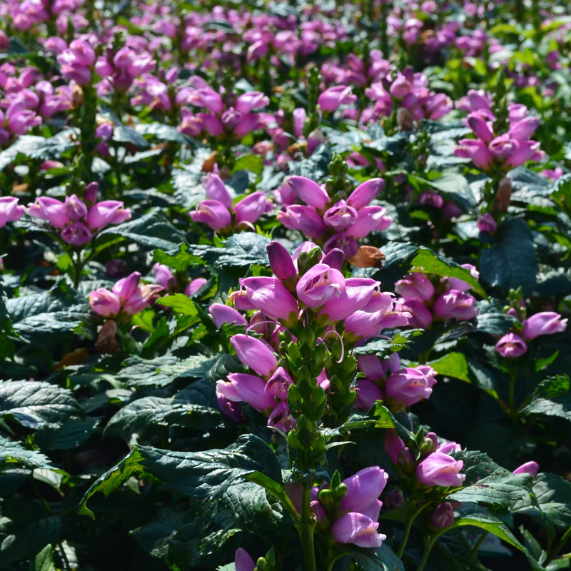 'Hot Lips' Pink Turtlehead (Chelone) - Image 2