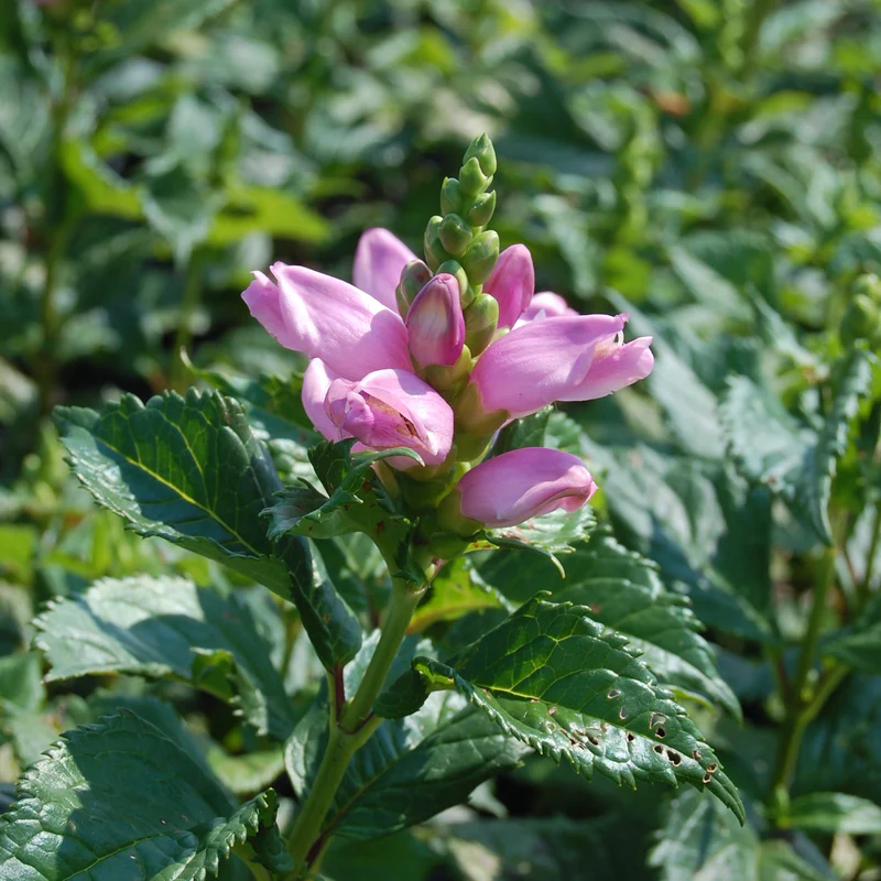 'Hot Lips' Pink Turtlehead (Chelone) - Image 5