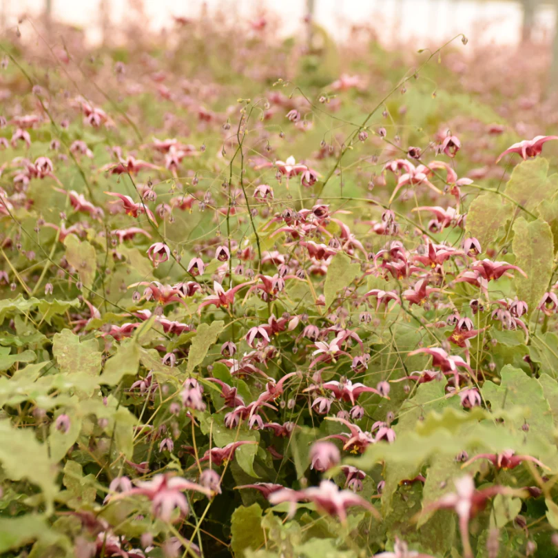 'Hugs and Kisses' Barrenwort (Epimedium) - Image 3