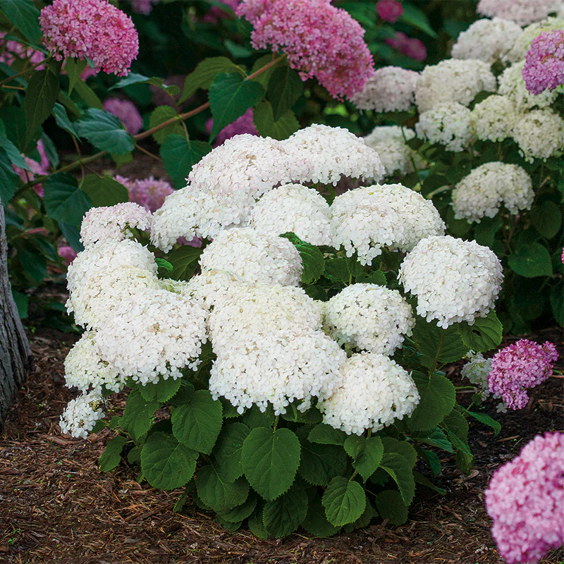 Hydrangeas for Small Spaces Collection - Image 2
