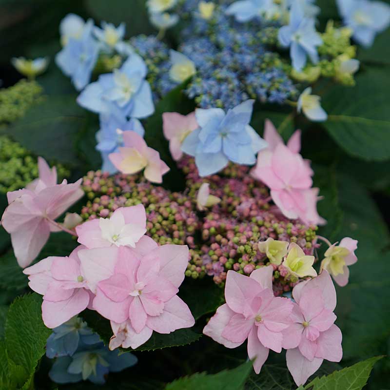 Hydrangeas for Small Spaces Collection - Image 3