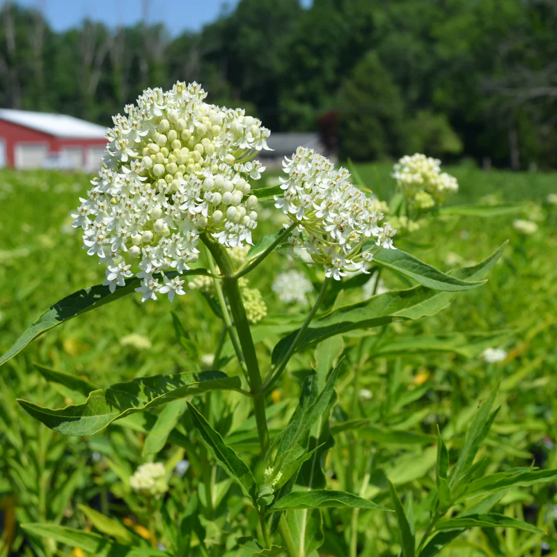 'Ice Ballet' Swamp Milkweed (Asclepias) - Image 2