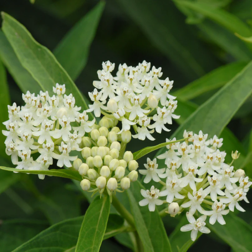'Ice Ballet' Swamp Milkweed (Asclepias) - Image 3