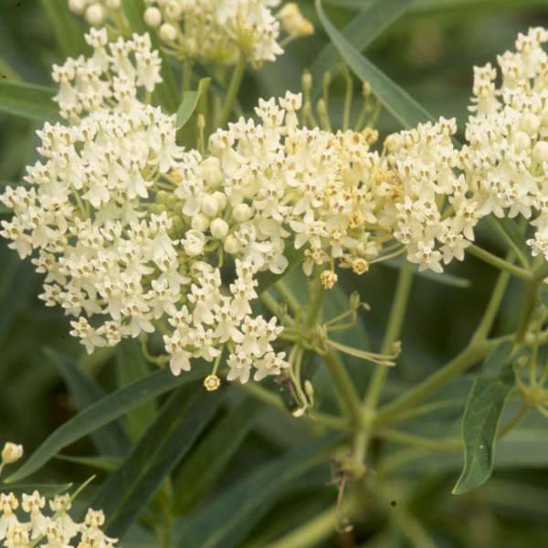'Ice Ballet' Swamp Milkweed (Asclepias) - Image 4