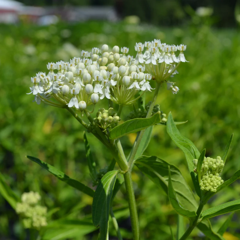 'Ice Ballet' Swamp Milkweed (Asclepias) - Image 5