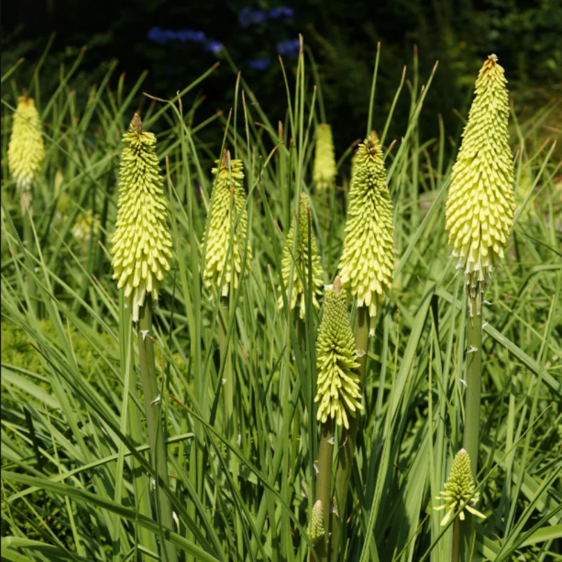 'Ice Queen' Red Hot Poker (Kniphofia) - Image 2