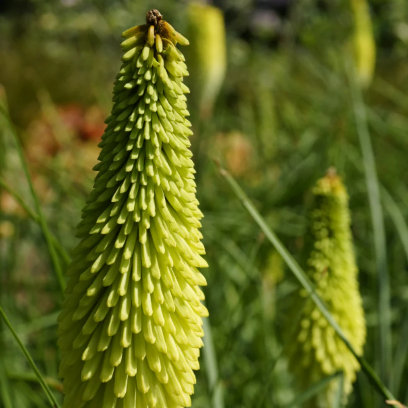 'Ice Queen' Red Hot Poker (Kniphofia) - Image 3