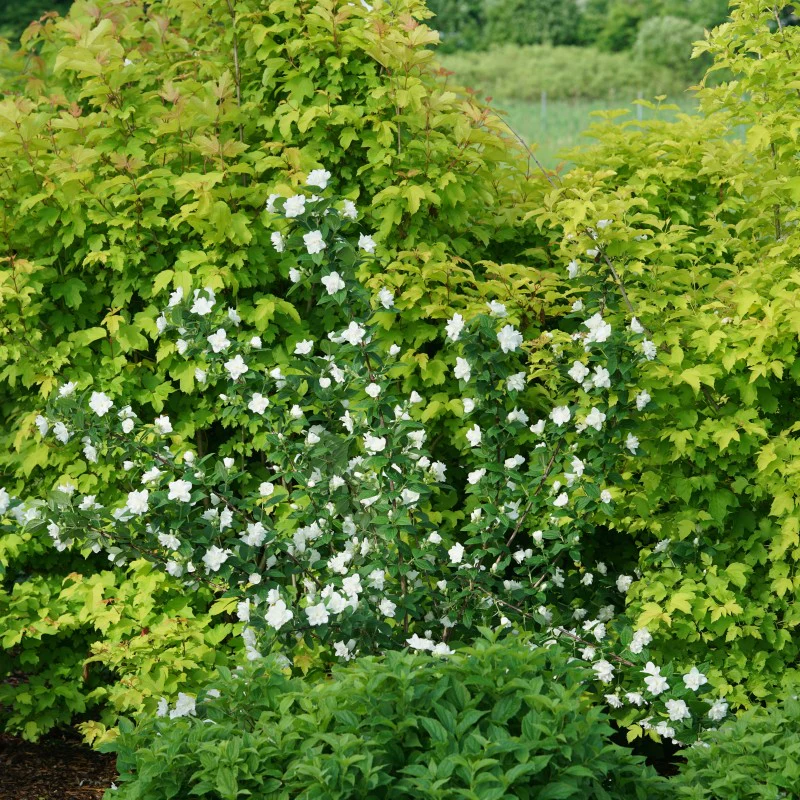 Illuminati Arch® Mock Orange - Image 2