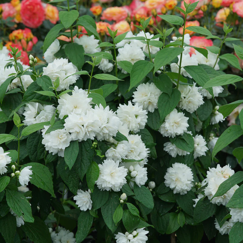 Illuminati Spice® Mock Orange (Philadelphus) - Image 3