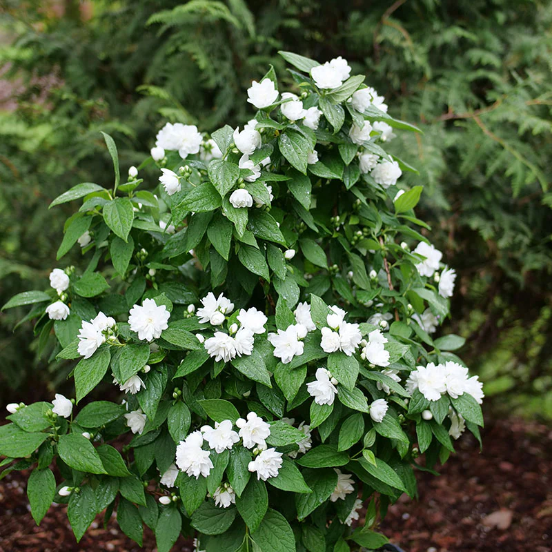 Illuminati Spice® Mock Orange (Philadelphus) - Image 4