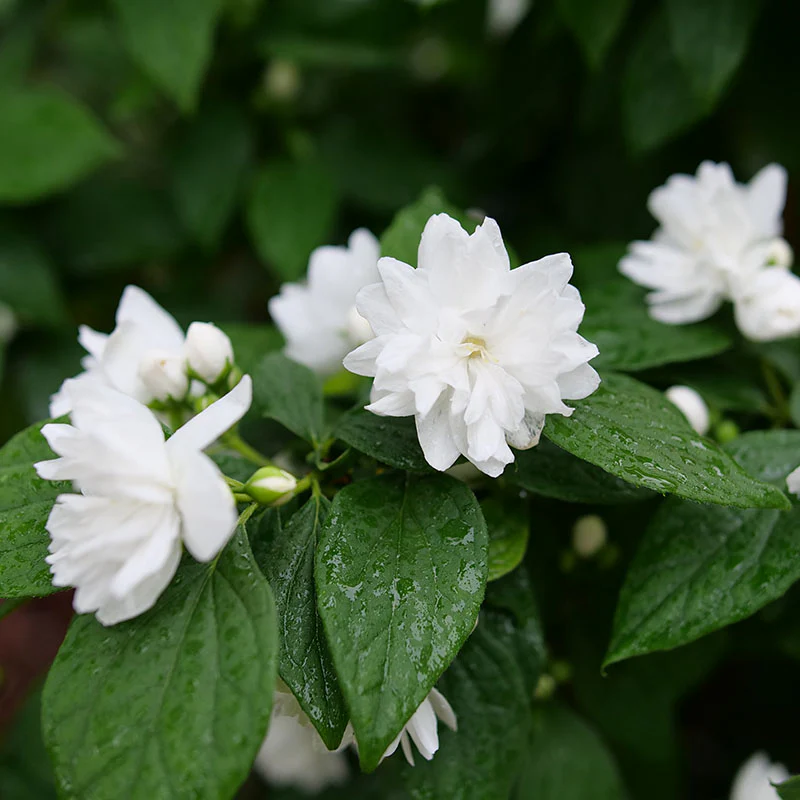 Illuminati Spice® Mock Orange (Philadelphus) - Image 5