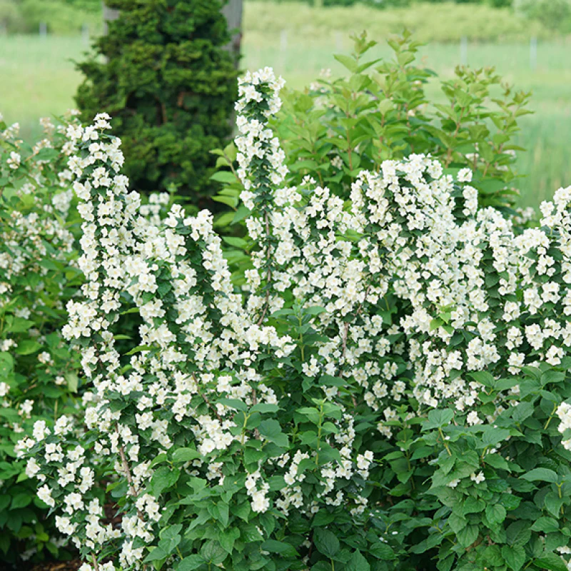 Illuminati Tower® Mock Orange (Philadelphus) - Image 5