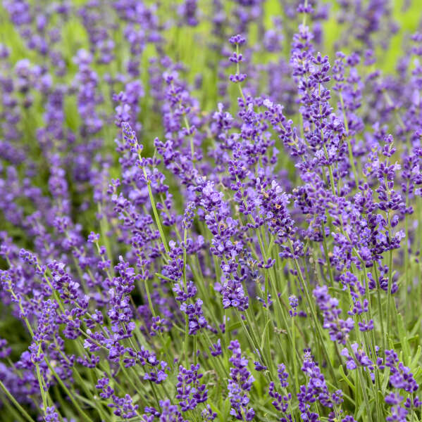 'Imperial Gem' Lavender (Lavandula) - Image 3