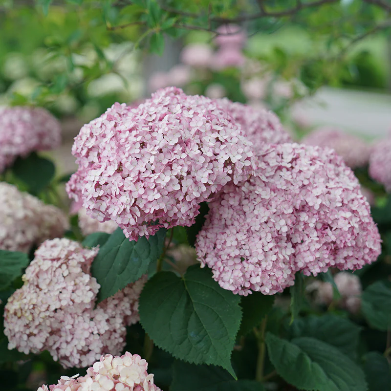 Incrediball® Blush Smooth Hydrangea - Image 3