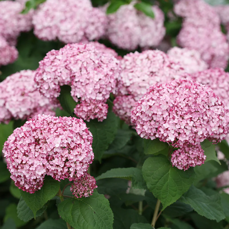 Incrediball® Blush Smooth Hydrangea - Image 4