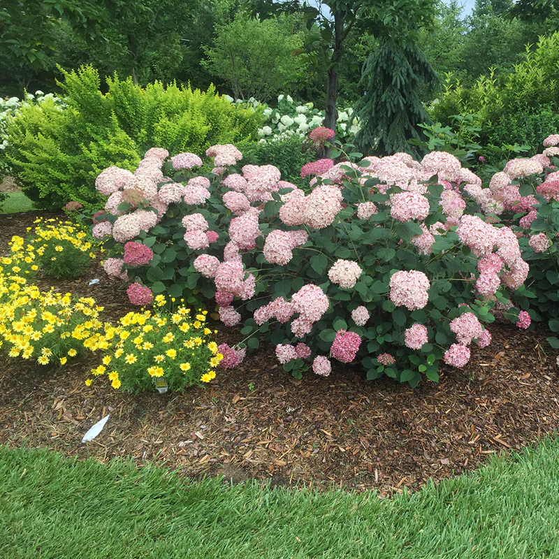 Incrediball® Blush Smooth Hydrangea - Image 6